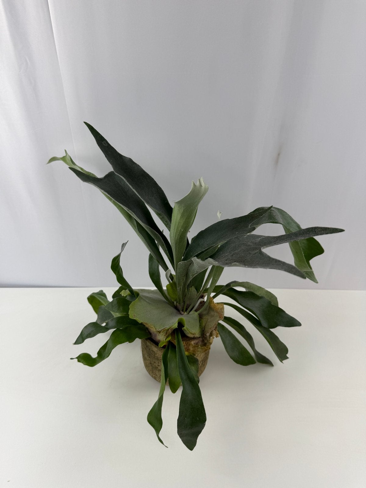 Platycerium bifurcatum - Hertshoornvaren, Ophalen of Verzenden