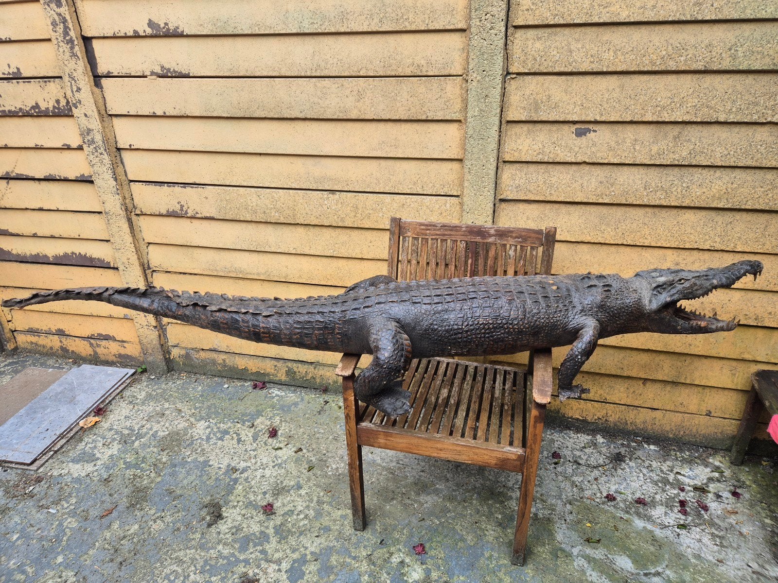 Grote Krokodil Beeld - Realistisch en Gedetailleerd, Ophalen, Overige onderwerpen, Weerbestendig, 1 meter - 2 meter