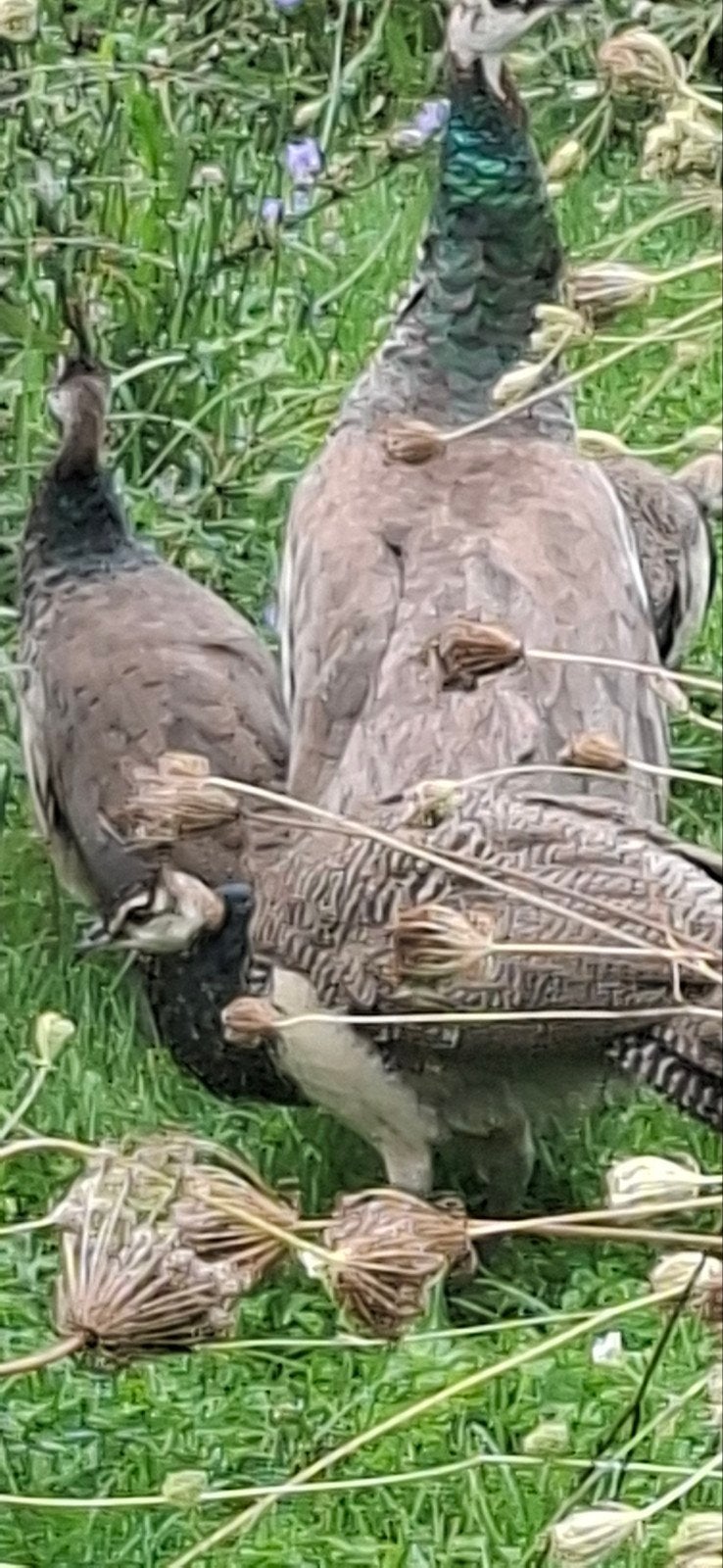 Pauwen met 3 kuikens, Dieren en Toebehoren, Vogels | Overige Vogels