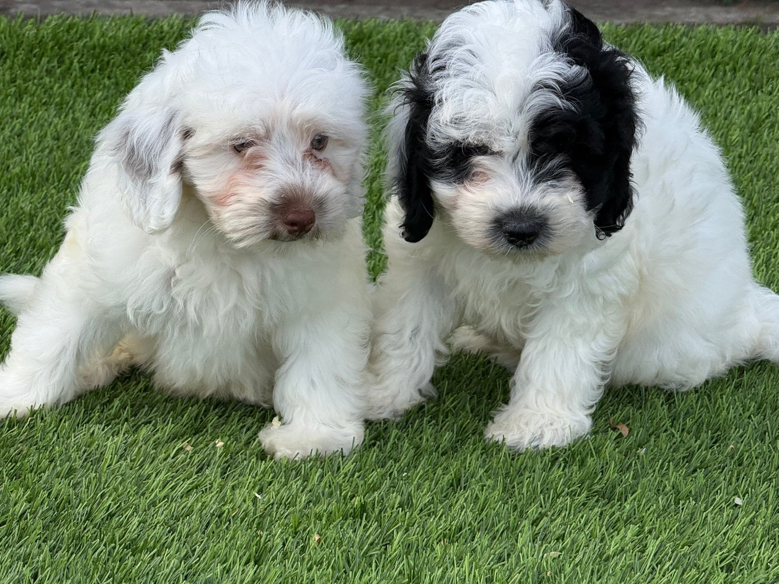 Maltipoo pups aangeboden, Dieren en Toebehoren, Parvo, Nederland, Overige rassen, 8 tot 15 weken