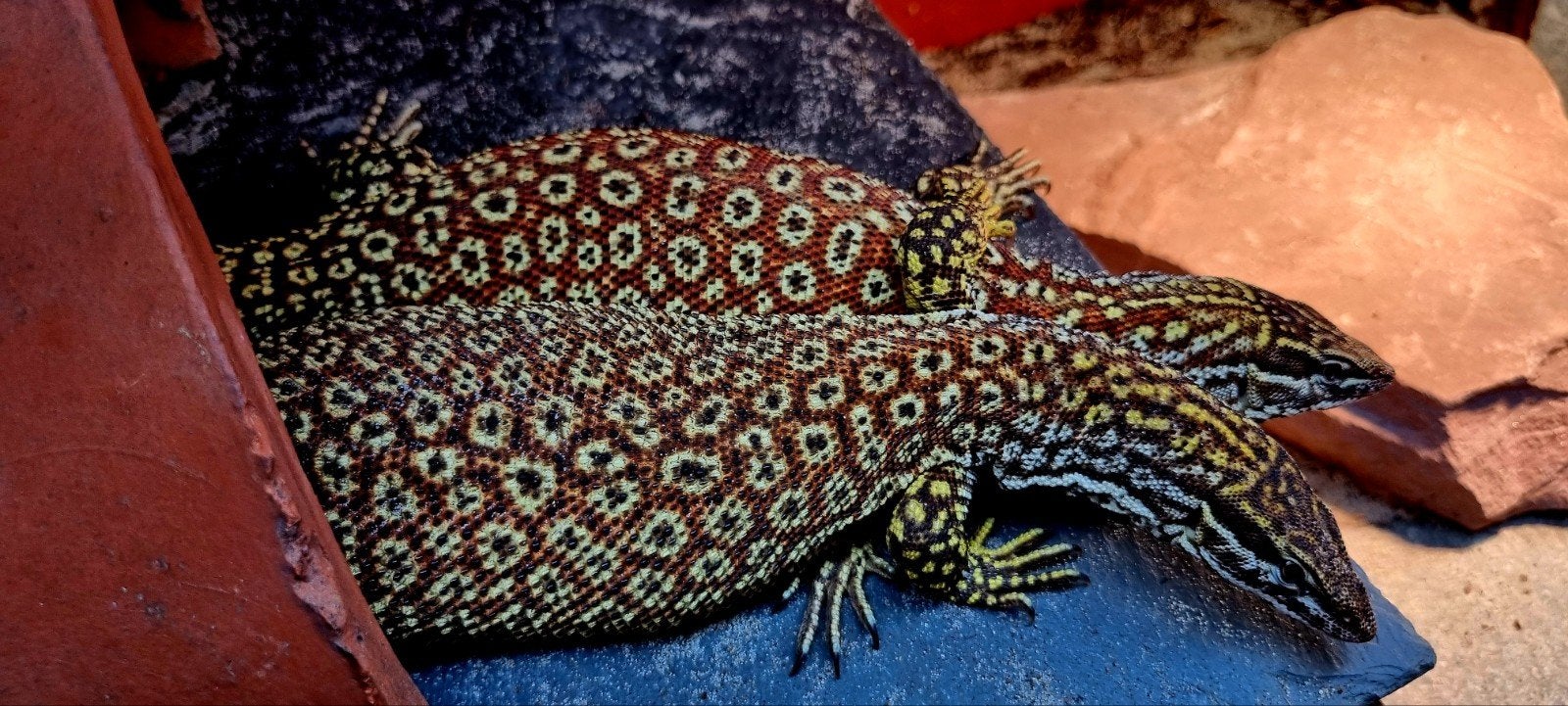 Varanus Acanthurus nk 2026 Monitor Lizard photo 7