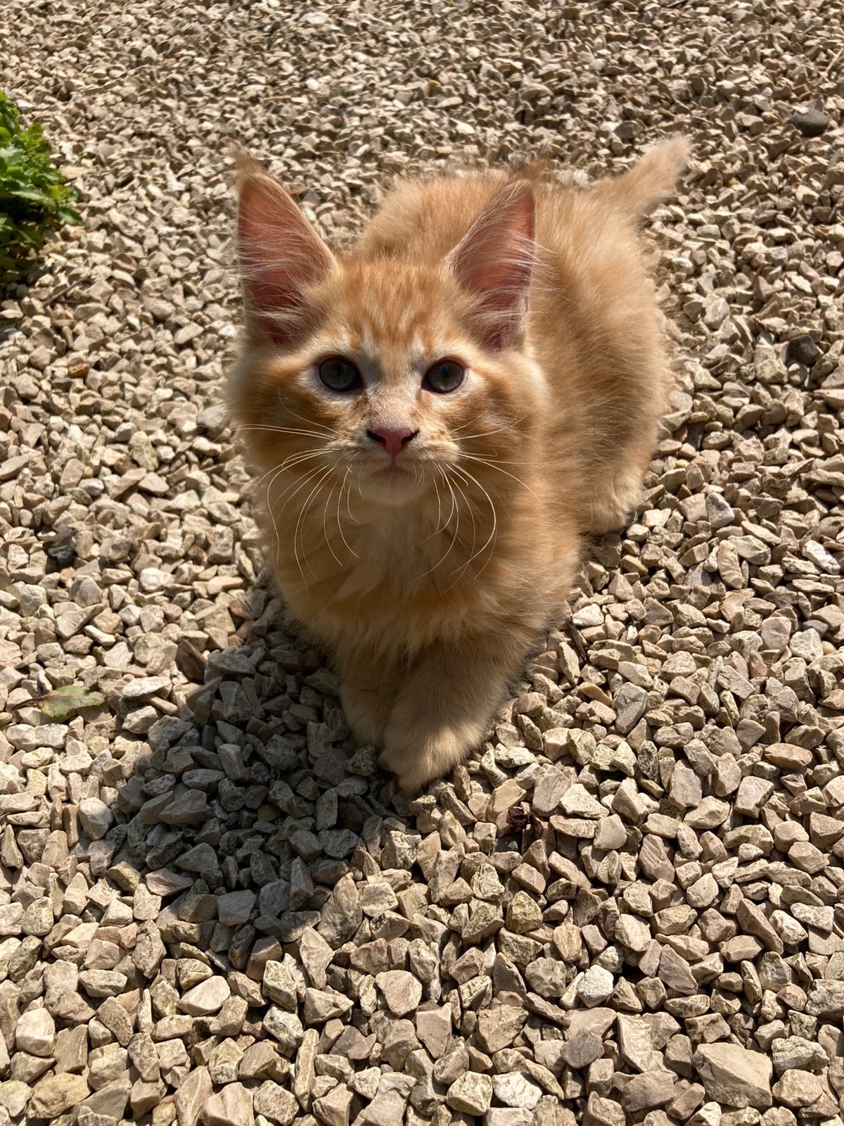 Oranje :) Maine Coon kittens, katers, Meerdere dieren, Ontwormd, 0 tot 2 jaar