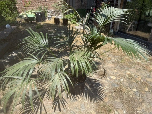 palm, Volle zon, Vaste plant, Bloeit niet, Ophalen