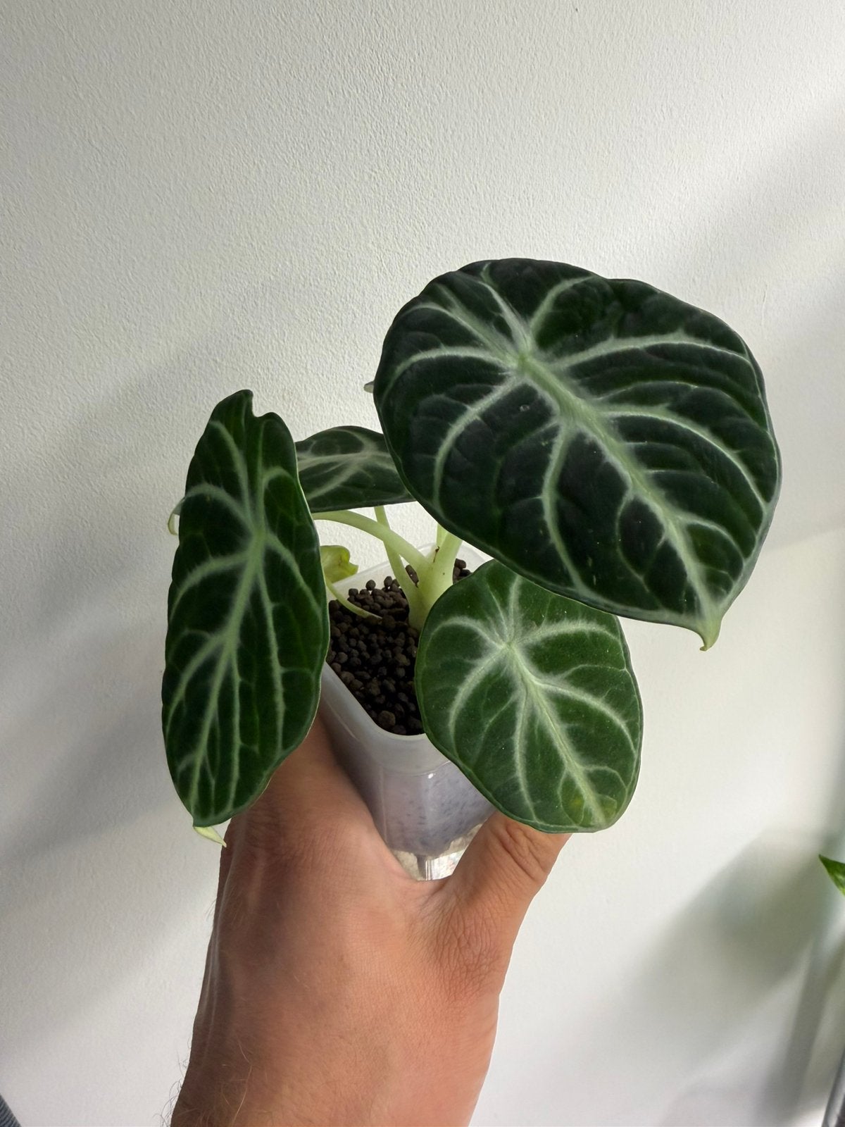 Alocasia Black velvet, Ophalen of Verzenden, Halfschaduw, Minder dan 100 cm