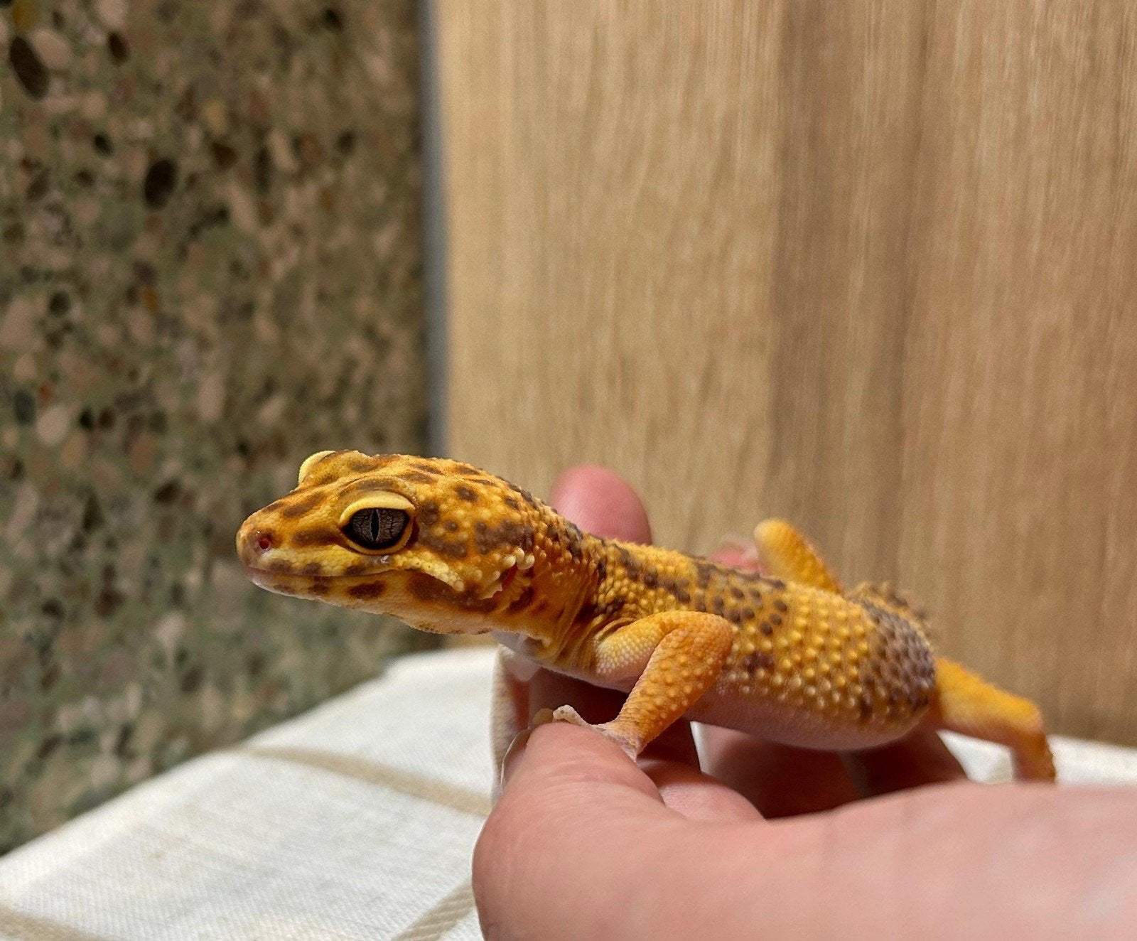 luipaardgekko - 1.0.0 Leopard Gecko photo 3