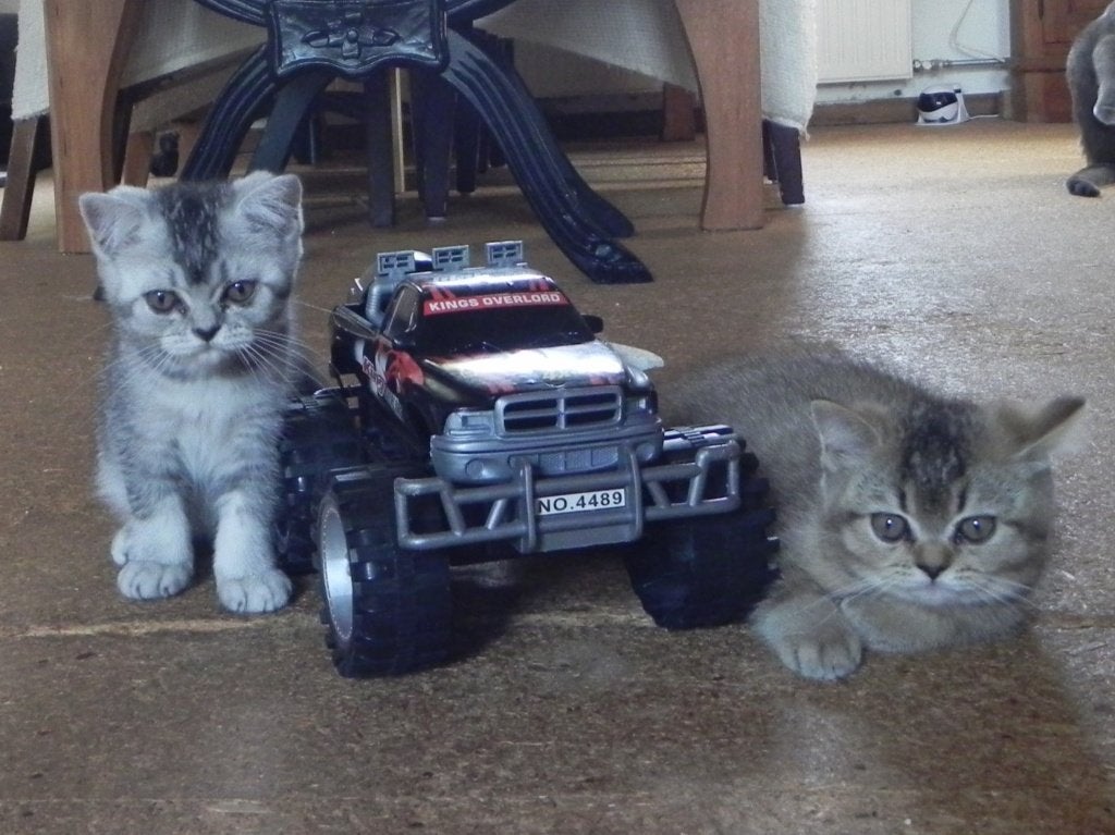 Britse korthaar kittens en kruisingen kittens, Meerdere dieren, Met stamboom, 0 tot 2 jaar