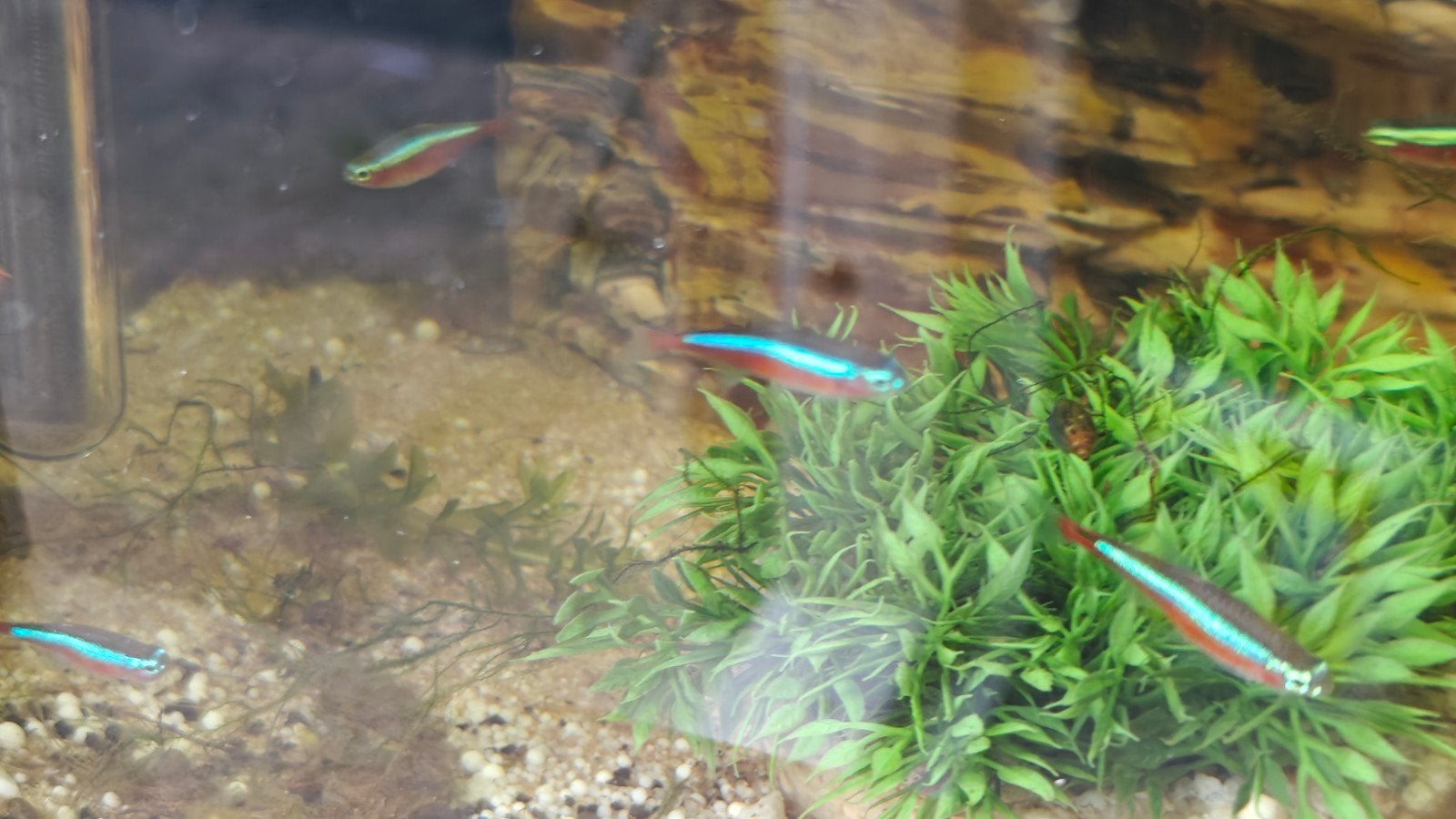 elder guppies  and fish, Vis