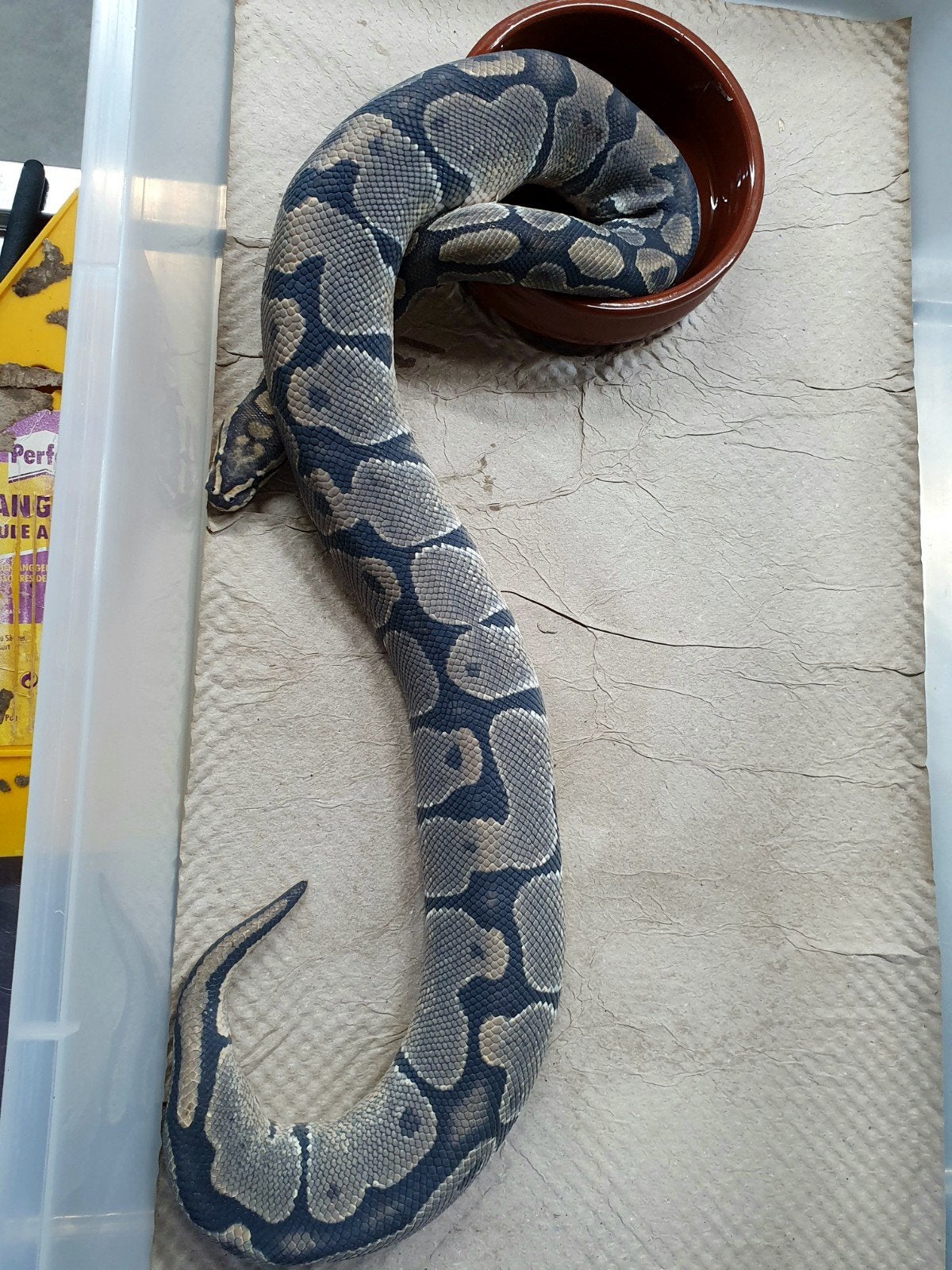 koningspython stuntprijzen Ball Python photo 2