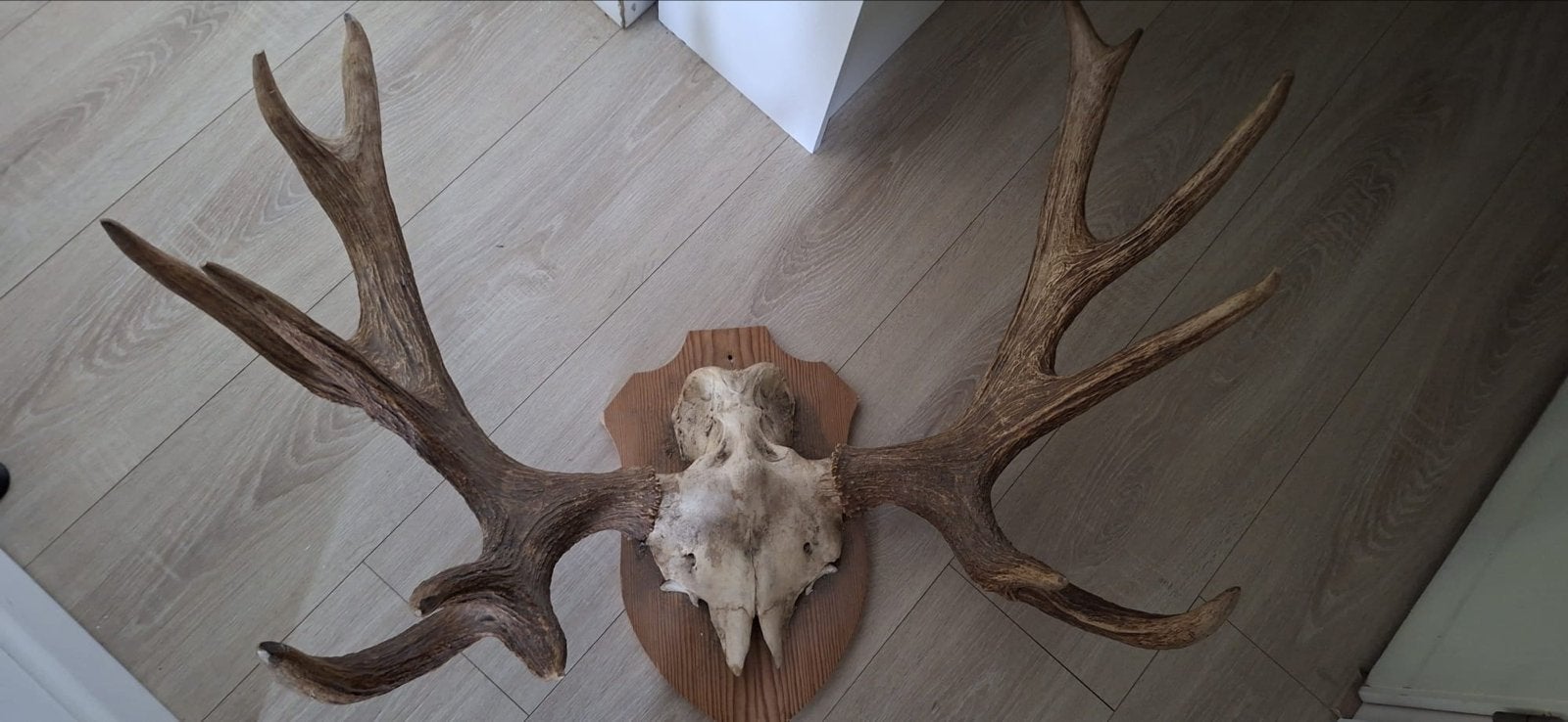 Groot eland gewei met schedel op houten schild - Finland, Ophalen, Zo goed als nieuw