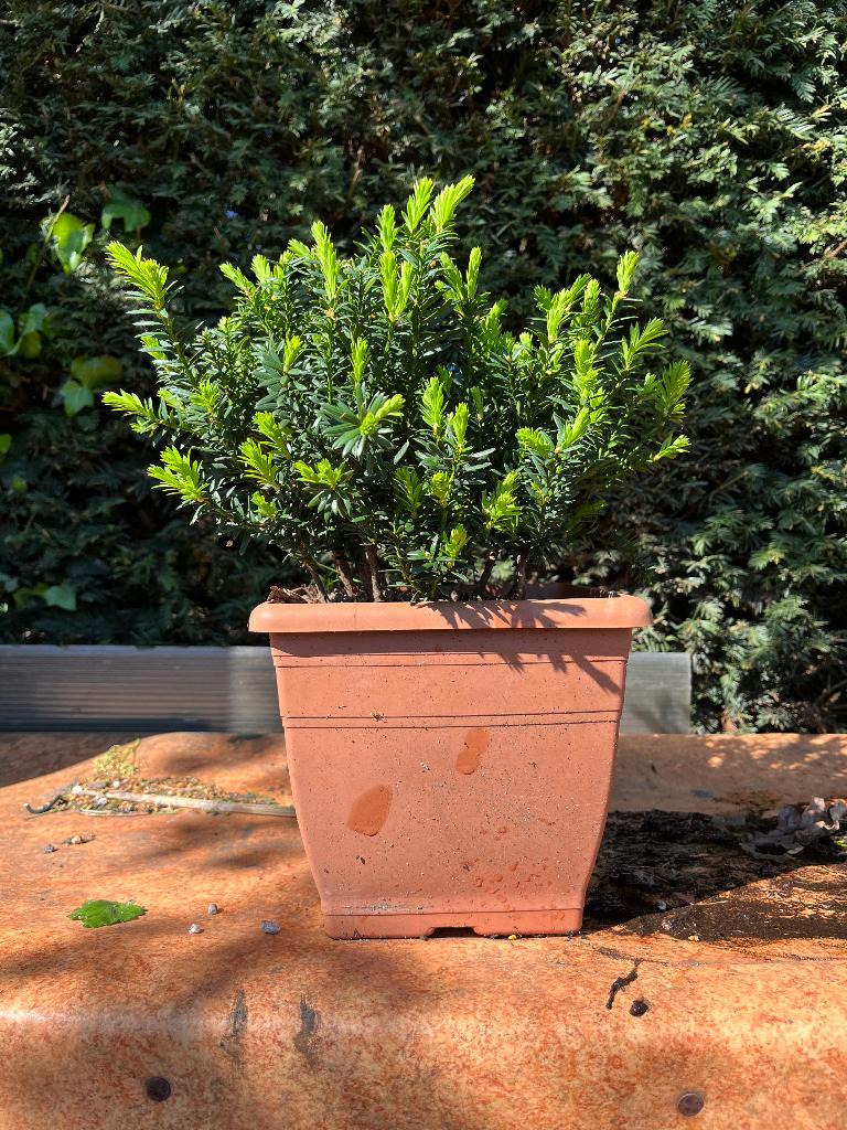 Bonsai starter, bosje taxus., Bloeit niet, Halfschaduw, Overige soorten, Minder dan 100 cm