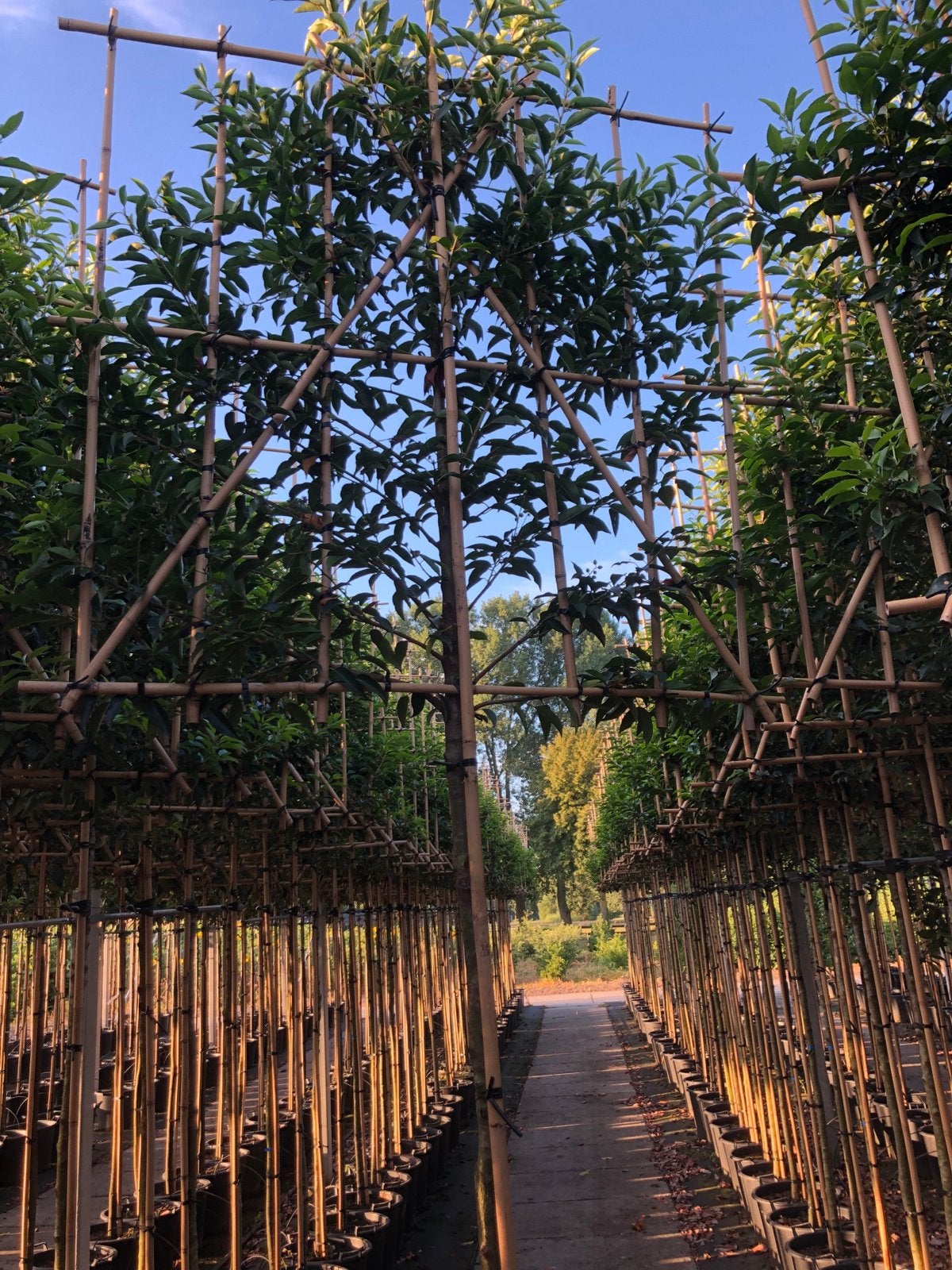 Foto 4 van Leiboom Lusitanica Angustifolia - 180 cm stam, 120x120 cm sc