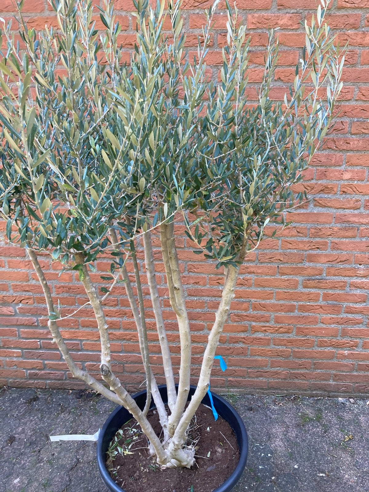 Grote Olijfboom in pot - Mediterrane sfeer voor uw tuin, Overige soorten, Volle zon, Vaste plant, Ophalen of Verzenden