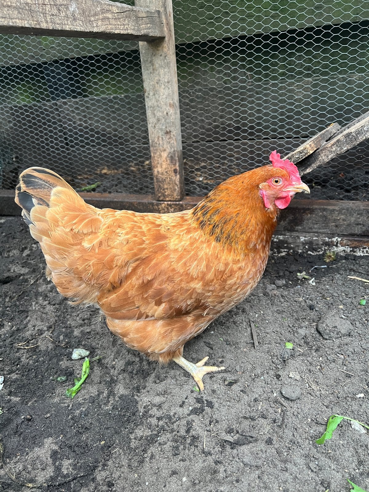 Leg kippen te koop, Dieren en Toebehoren, Pluimvee, Vrouwelijk, Kip