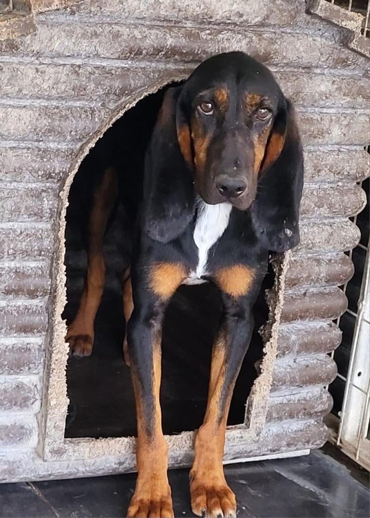 Prachtige Stitch wil naar huis, Dieren en Toebehoren, 15 weken tot 1 jaar, Buitenland, Parvo, Eén hond
