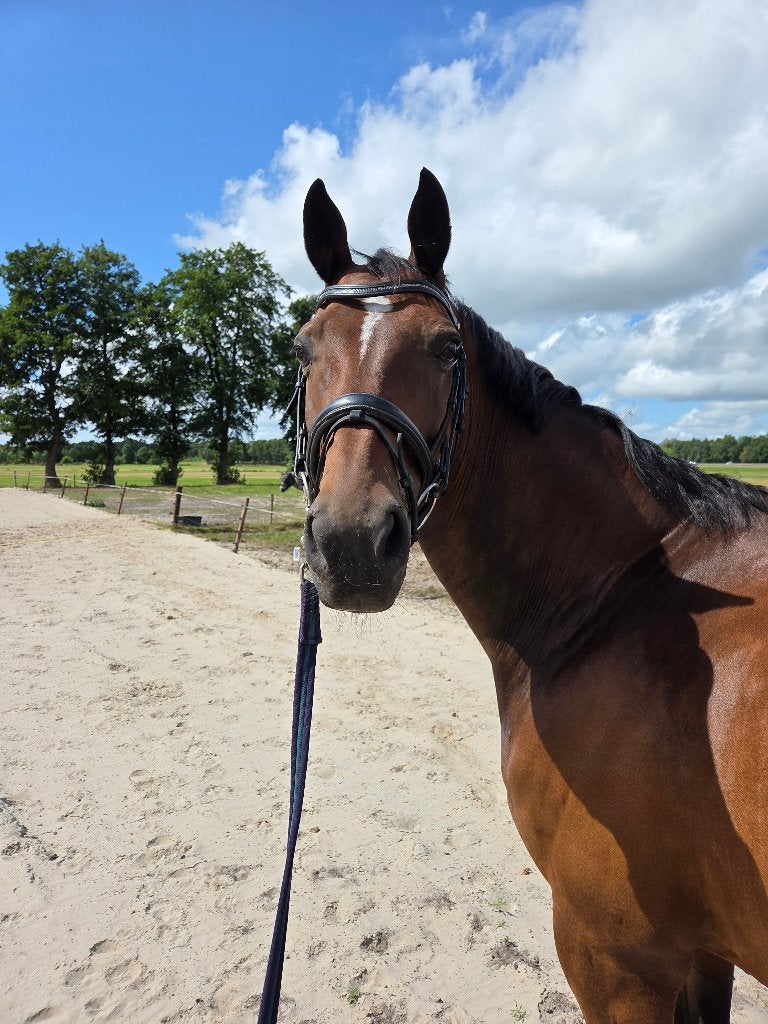 Lieve allround 15 jarige KWPN ruin, Dieren en Toebehoren, Paarden, Gechipt, Ruin, M, Dressuurpaard