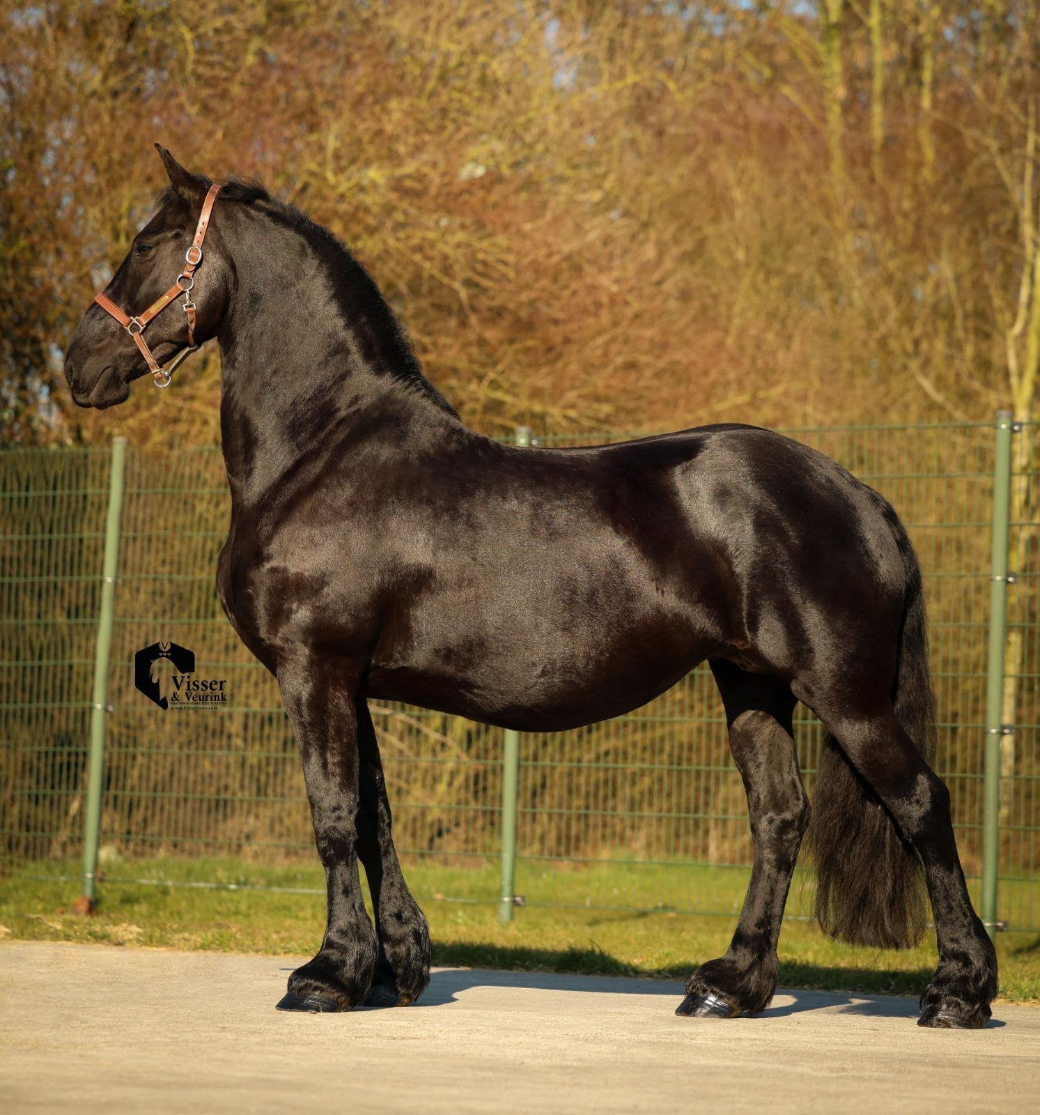 Onwijs lieve friese merrie, Merrie, Dressuurpaard, Ontwormd