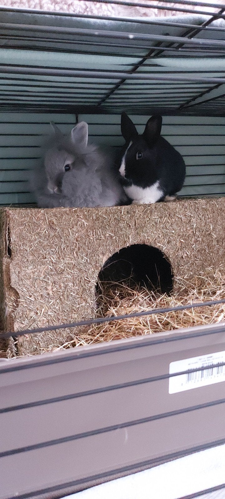 Twee voedsters, Dieren en Toebehoren, Vrouwelijk, Dwerg