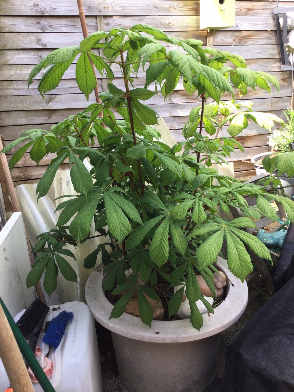 Kastanje boom, Ophalen of Verzenden, Vaste plant, Overige soorten, Halfschaduw