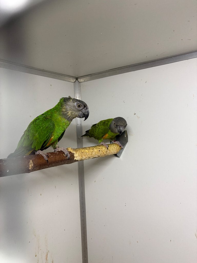Koppel bonte boeren, Dieren en Toebehoren, Meerdere dieren, Dwergpapegaai of Agapornis, Geringd