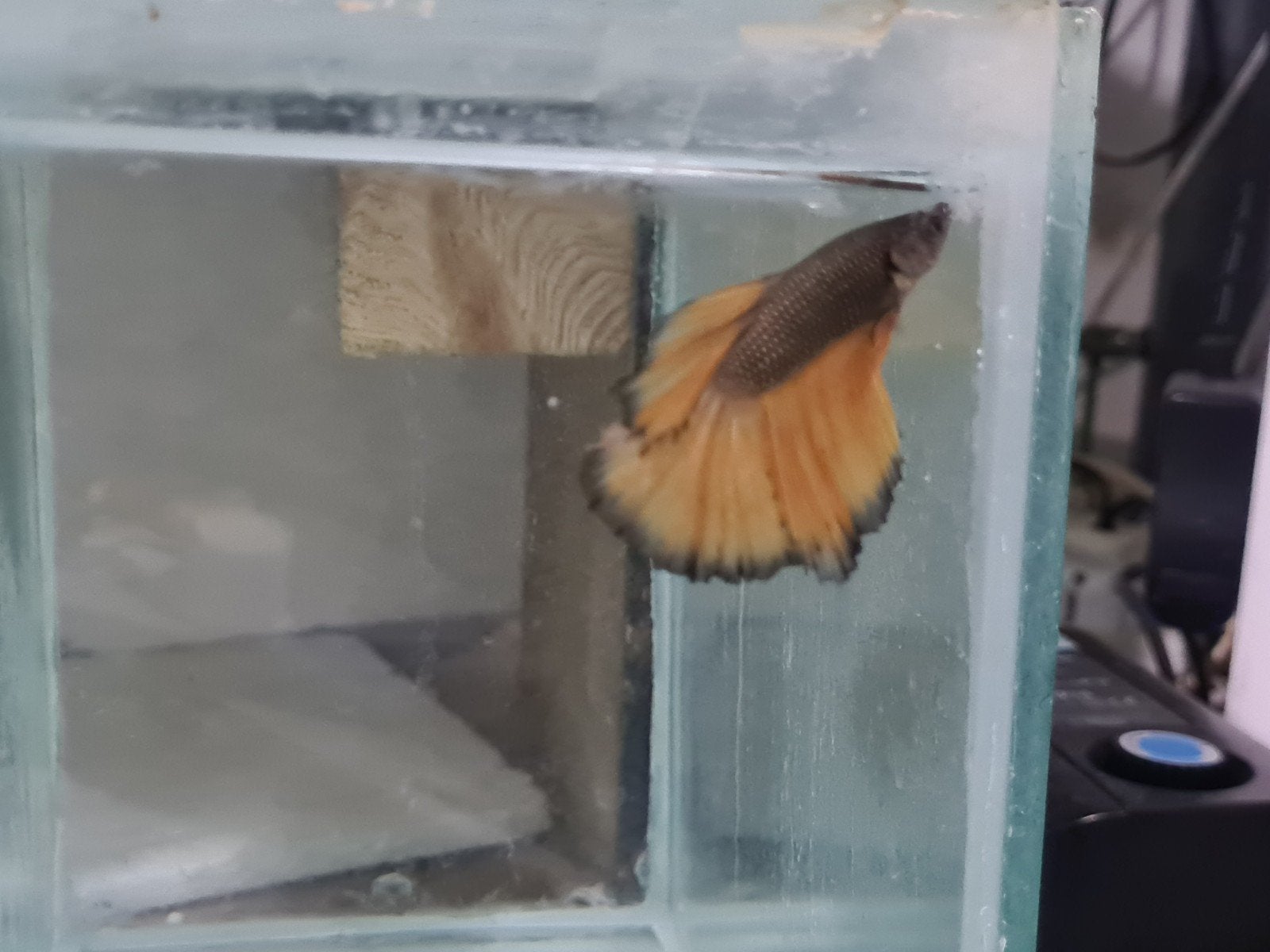 Betta splendens super delta kempvis man, Dieren en Toebehoren, Vis, Zoetwatervis