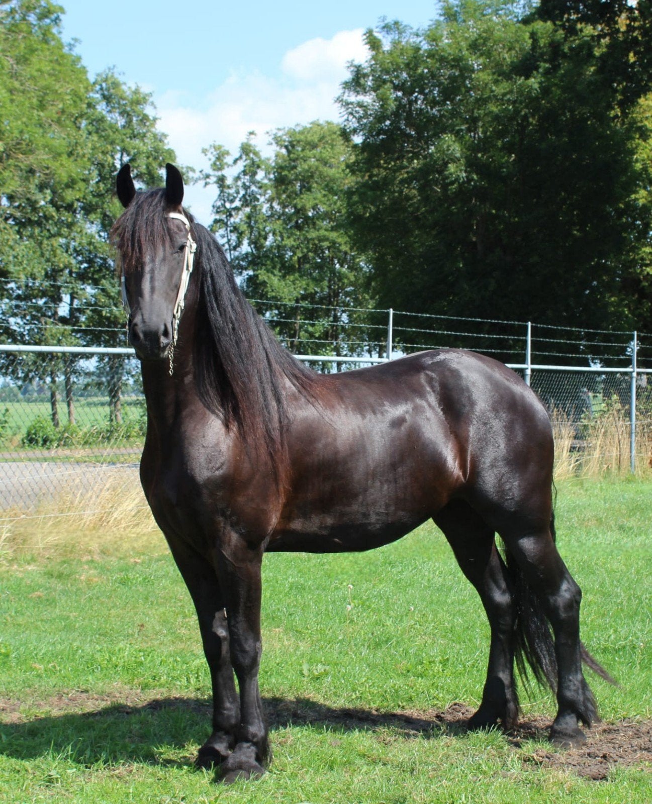 Friese paarden, Merrie, Minder dan 160 cm, Met stamboom, 3 tot 6 jaar
