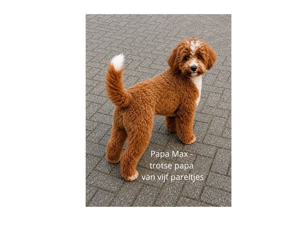 Prachtige Mini Doodle pups – Royal Dutch Doodle, Overige rassen, 8 tot 15 weken, CDV (hondenziekte), Meerdere