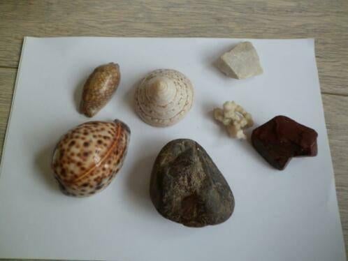 8 schelpen, stenen en stukje koraal,, Verzamelen, Ophalen of Verzenden, Schelp(en)