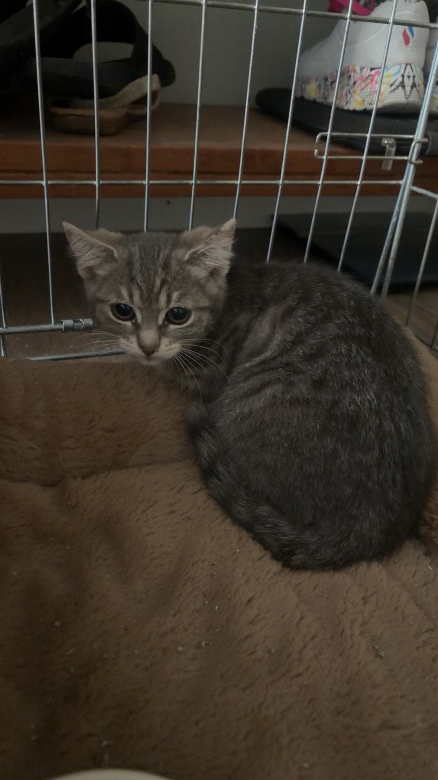 Kitten te koop, Kater, 0 tot 2 jaar