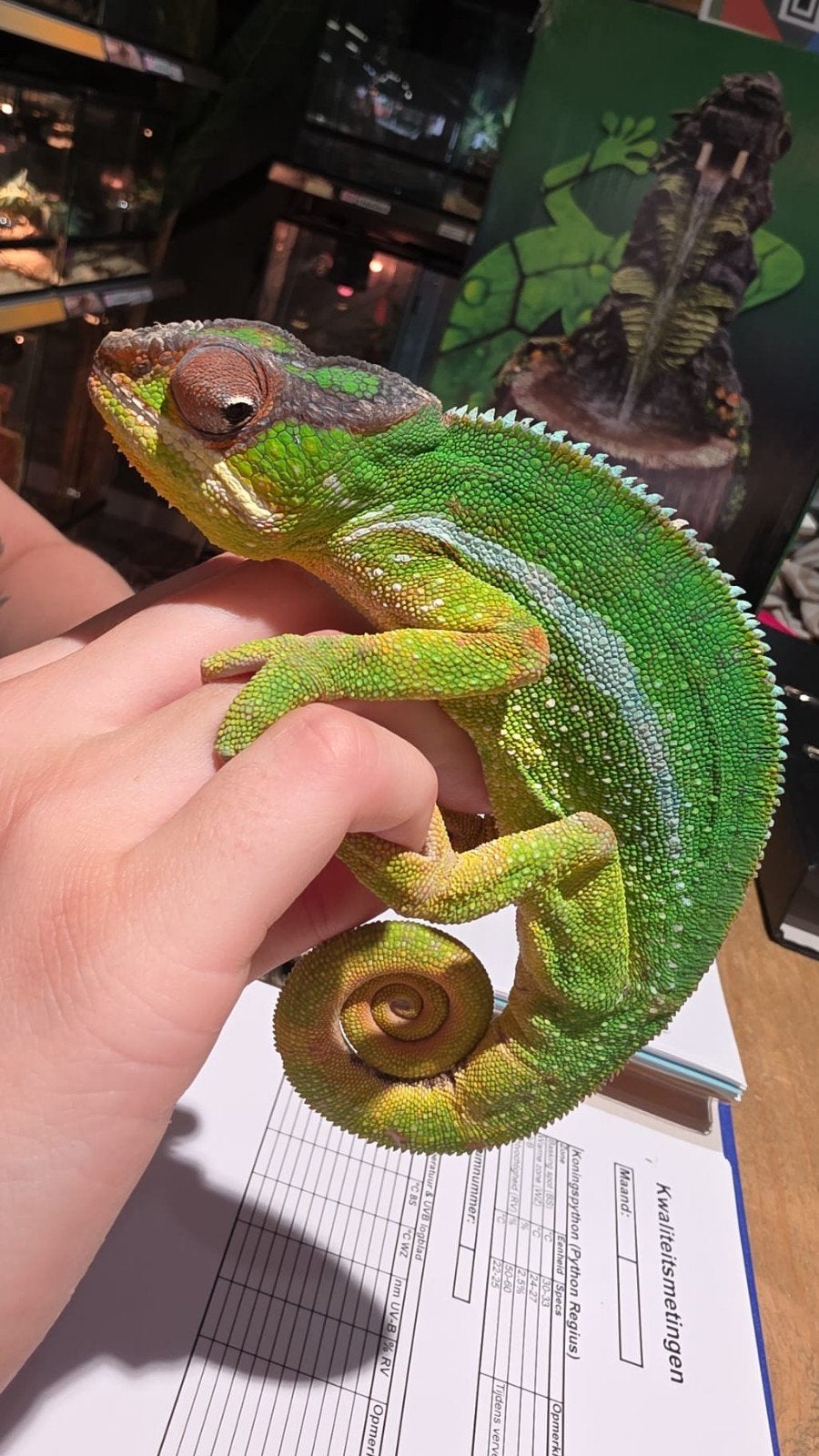 Prachtige Furcifer Pardalis (Panterkameleon), Dieren en Toebehoren, Hagedis, Tam, 0 tot 2 jaar