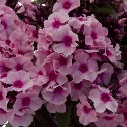 phlox paniculata roze vlambloem, vaste plant, bodembedekker, Ophalen, Bodembedekkers, Halfschaduw