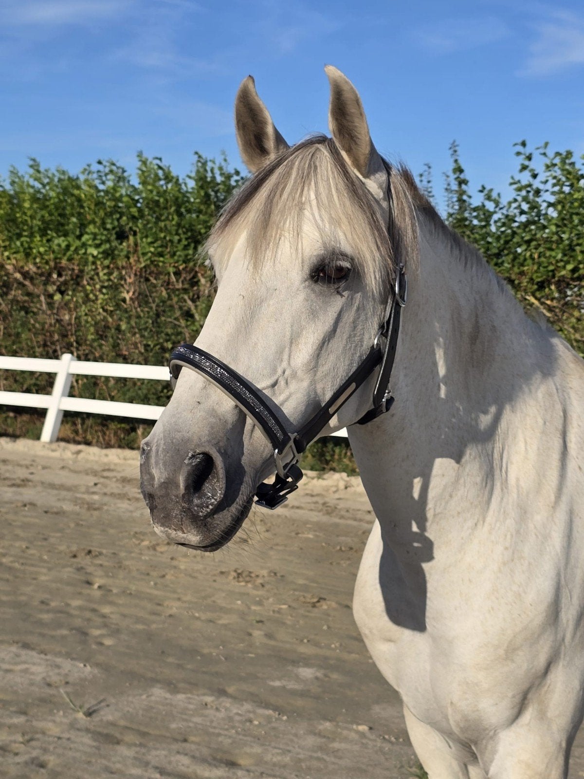 Lieve Lusitano (cruzado) ruin, Ruin, M, Gechipt, 160 tot 165 cm