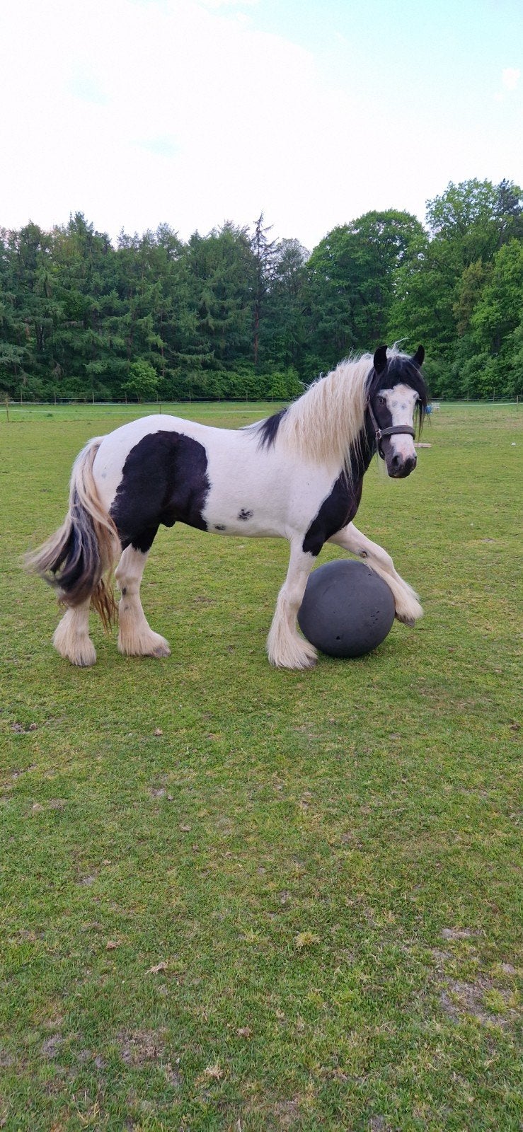 Dekken, Dieren en Toebehoren, Pony's, Hengst, D pony (1.37m tot 1.48m), Tuigpony, 3 tot 6 jaar