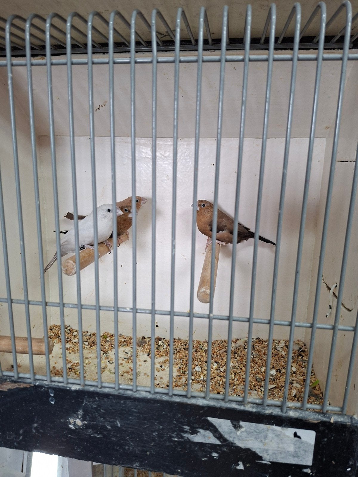 6 zilverbekjes, Dieren en Toebehoren, Meerdere dieren