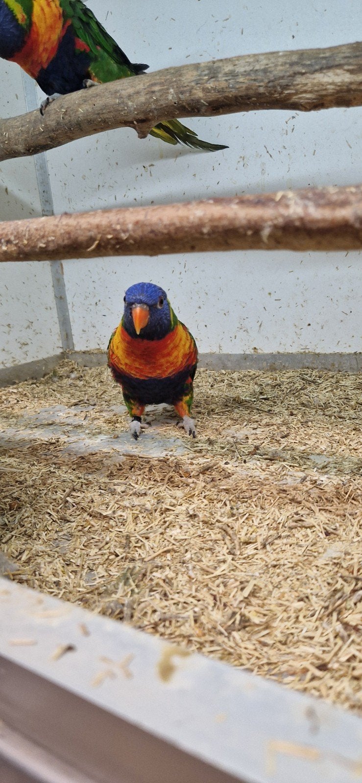 2 mooie mannen loris van de blauwe bergen, Dieren en Toebehoren, Vogels | Parkieten en Papegaaien, Mannelijk, Parkiet, Geringd