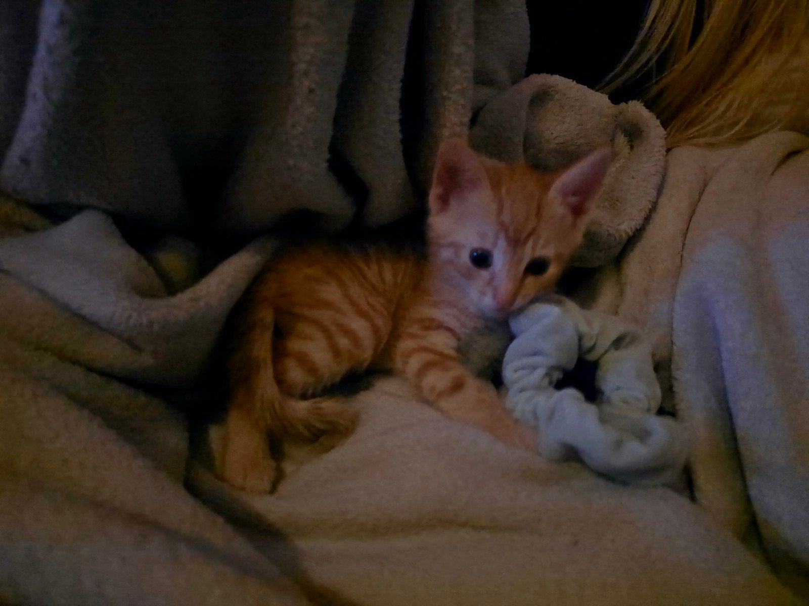 kitten ginger, Kater