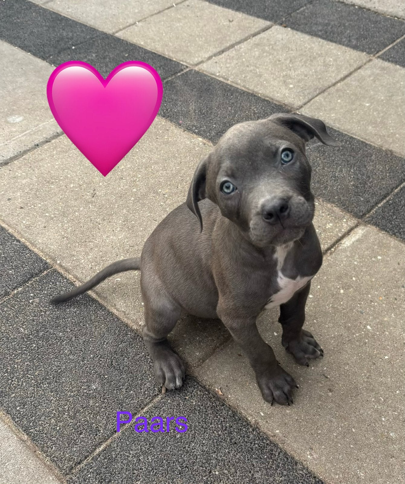 Puppies 11 weken oud! Mogen verhuizen!, Dieren en Toebehoren, 8 tot 15 weken, Groot, Meerdere, Meerdere dieren