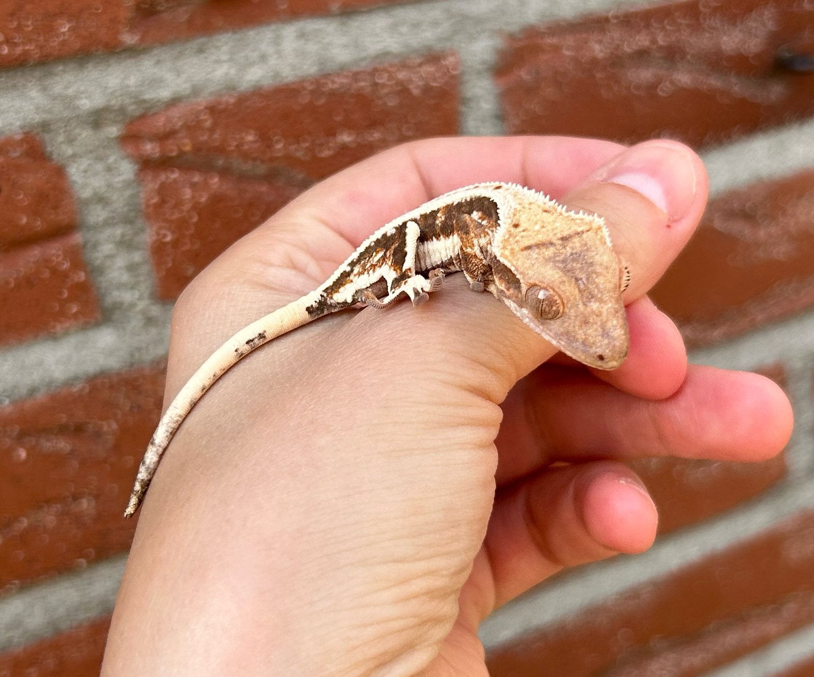 Wimpergekko tricolor lily white, Dieren en Toebehoren, Reptielen en Amfibieën, Hagedis, 0 tot 2 jaar