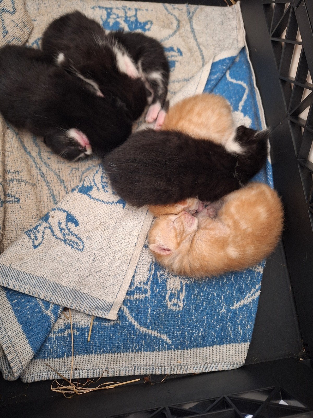 nog 2 super lieve zwart/witte kittens, Meerdere dieren