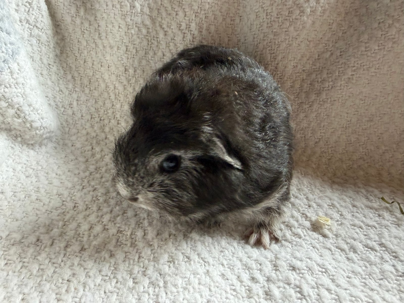 Ch teddy beertjes, Cavia, Augustus, Mannelijk, Tam