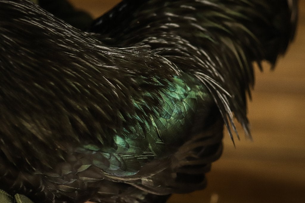 Australorp groot | Grote, vriendelijke kip | Zwarte kippen, Dieren en Toebehoren, Meerdere dieren, Kip