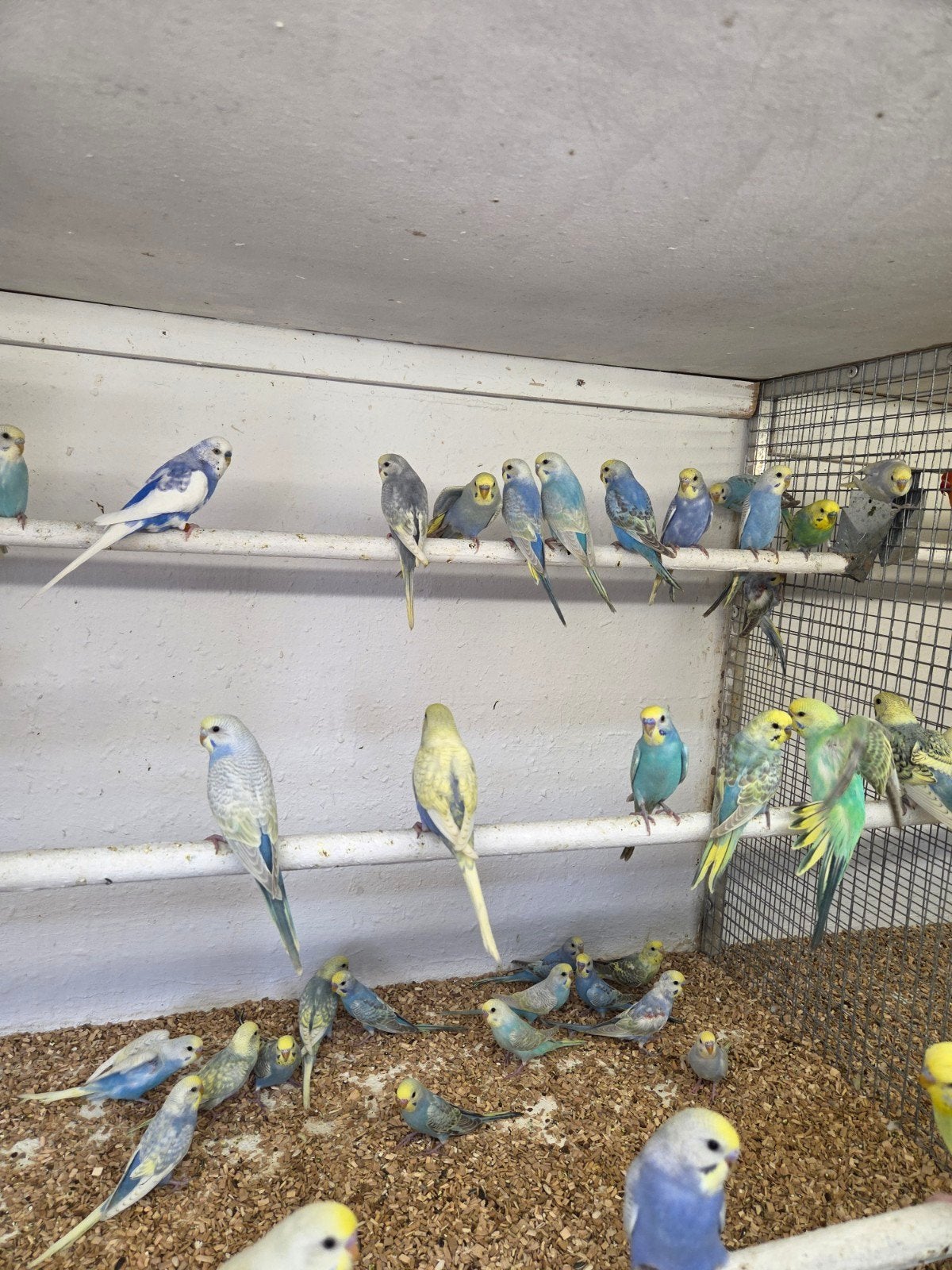 Echte regenbogen parkieten, Dieren en Toebehoren, Vogels | Parkieten en Papegaaien, Meerdere dieren, Parkiet