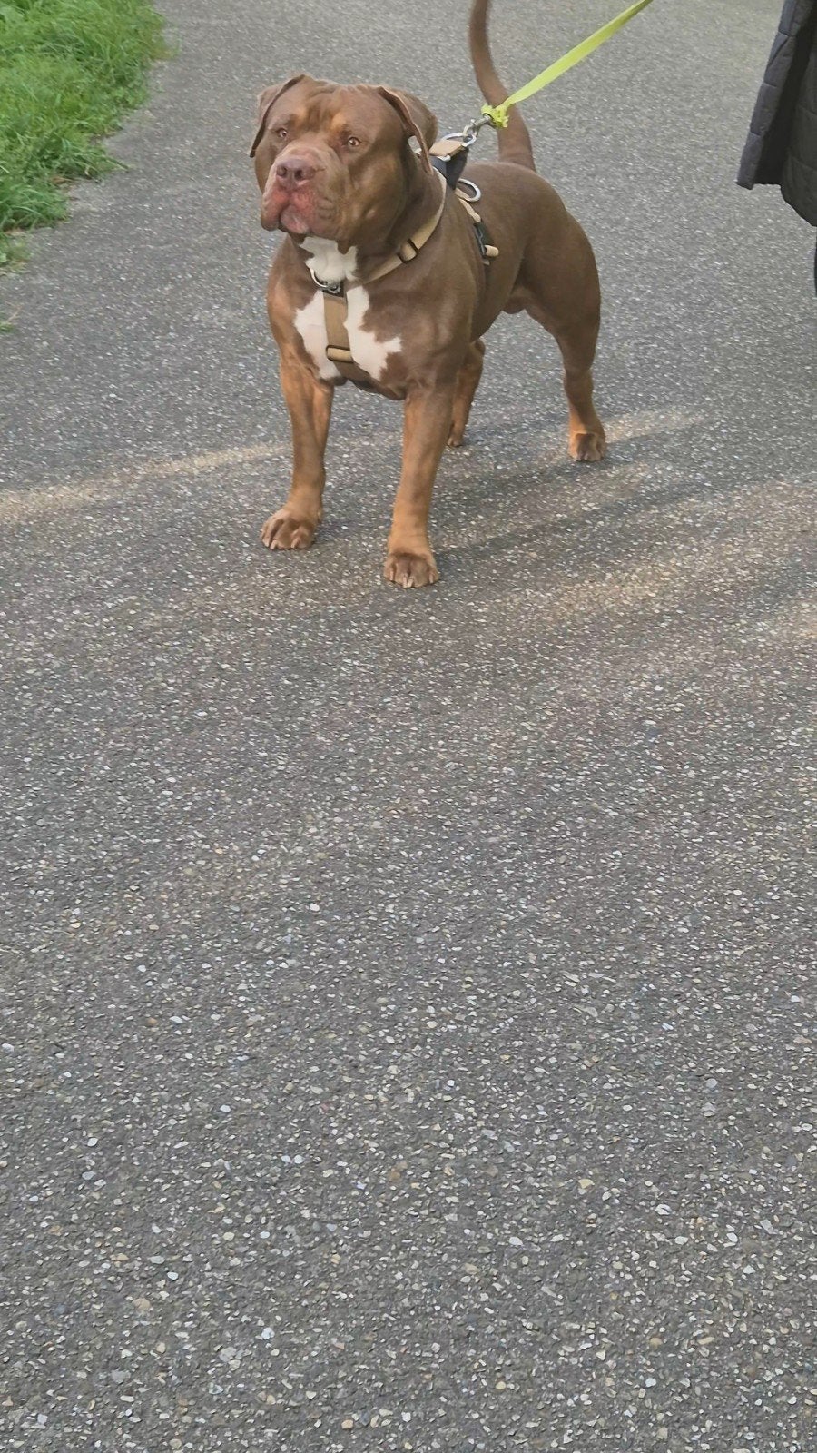 American bully xl dekreu, Parvo, 1 tot 2 jaar, Eén hond, Nederland