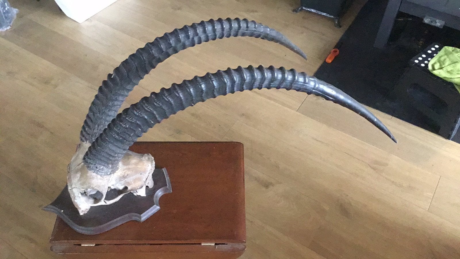 Decoratie schedel bok, Verzamelen, Dierenverzamelingen, Ophalen, Schedel