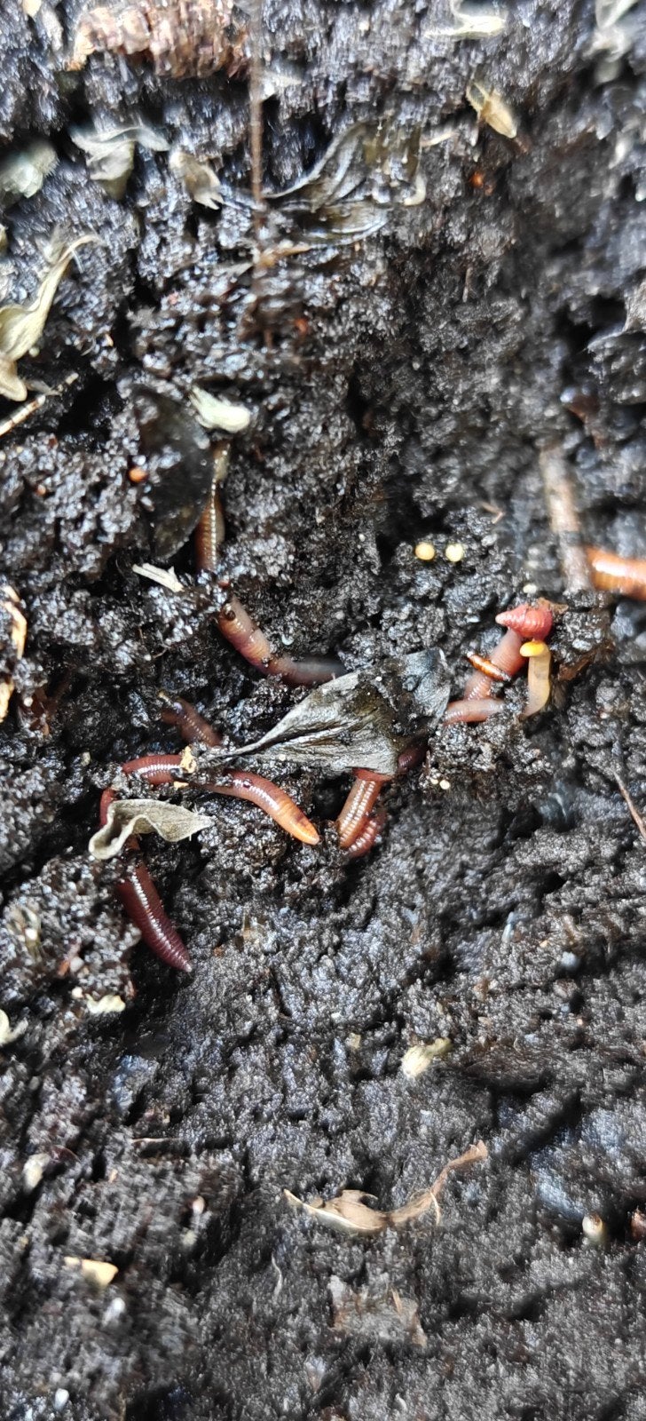 Tijgerwormen, Ophalen of Verzenden, Compost