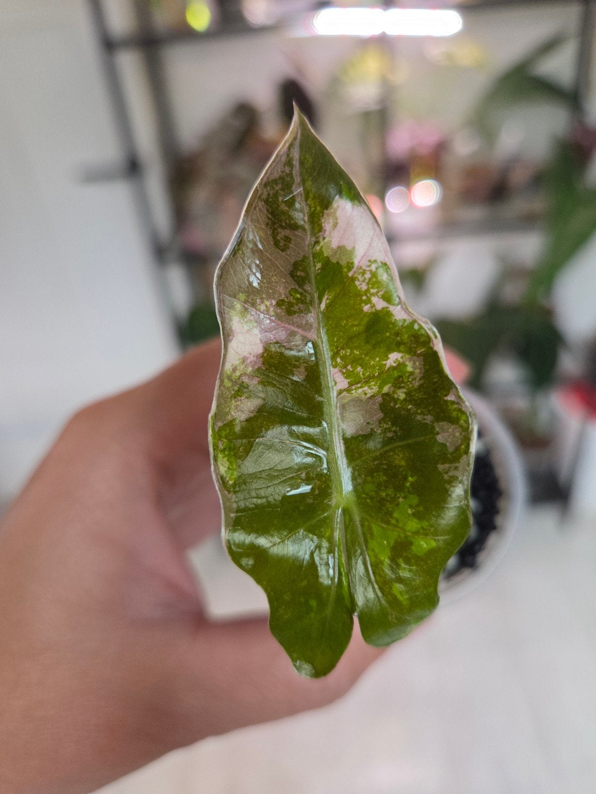 alocasia pseudo sanderiana pink variegata nr 4, Ophalen of Verzenden, Halfschaduw, Minder dan 100 cm