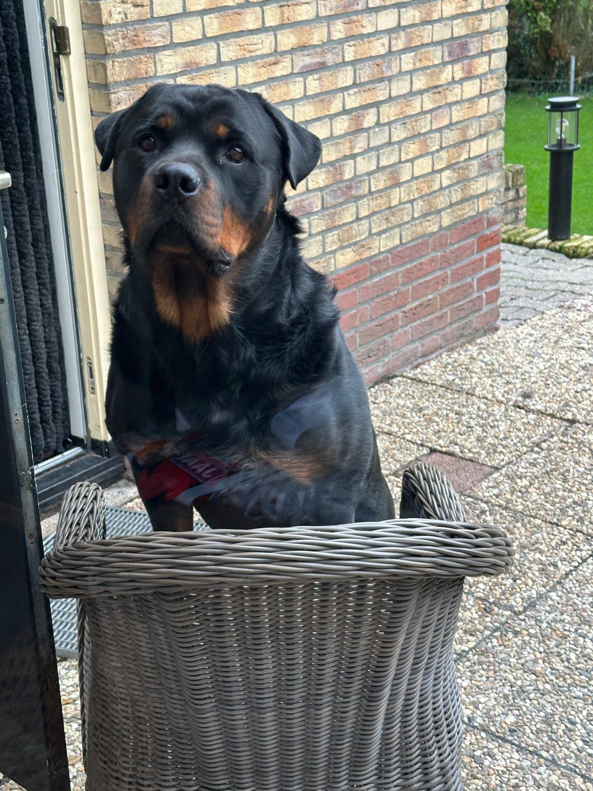Dekreu rottweiler, Reu, 1 tot 2 jaar, Parvo, Eén hond