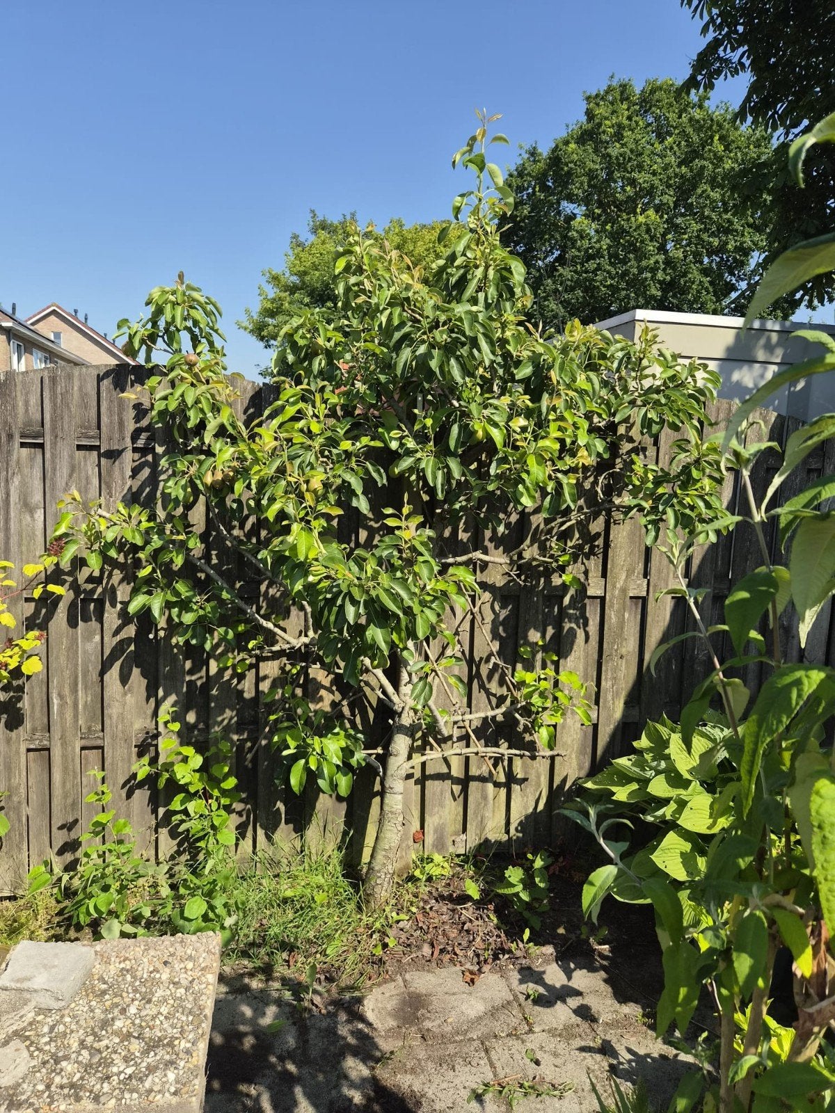 Gratis perenbomen, Ophalen, Overige soorten