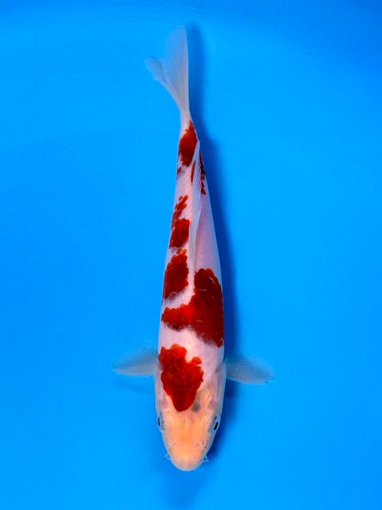 Japanse Koi – Marushi | Ai Goromo | Incl Certificaat, Dieren en Toebehoren, Karper of Koi