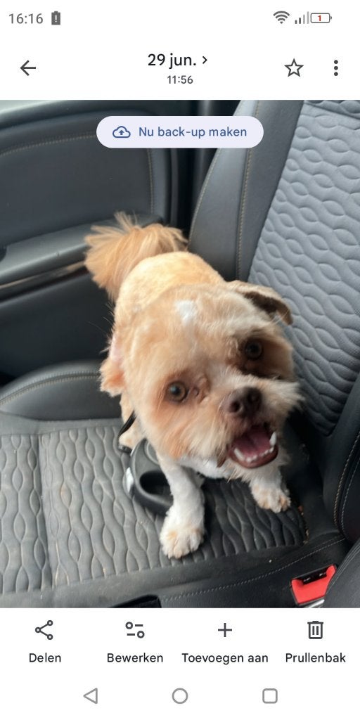 Hond Boomer reutje 1 jaar., Dieren en Toebehoren, Reu, 1 tot 2 jaar, Eén hond, Klein
