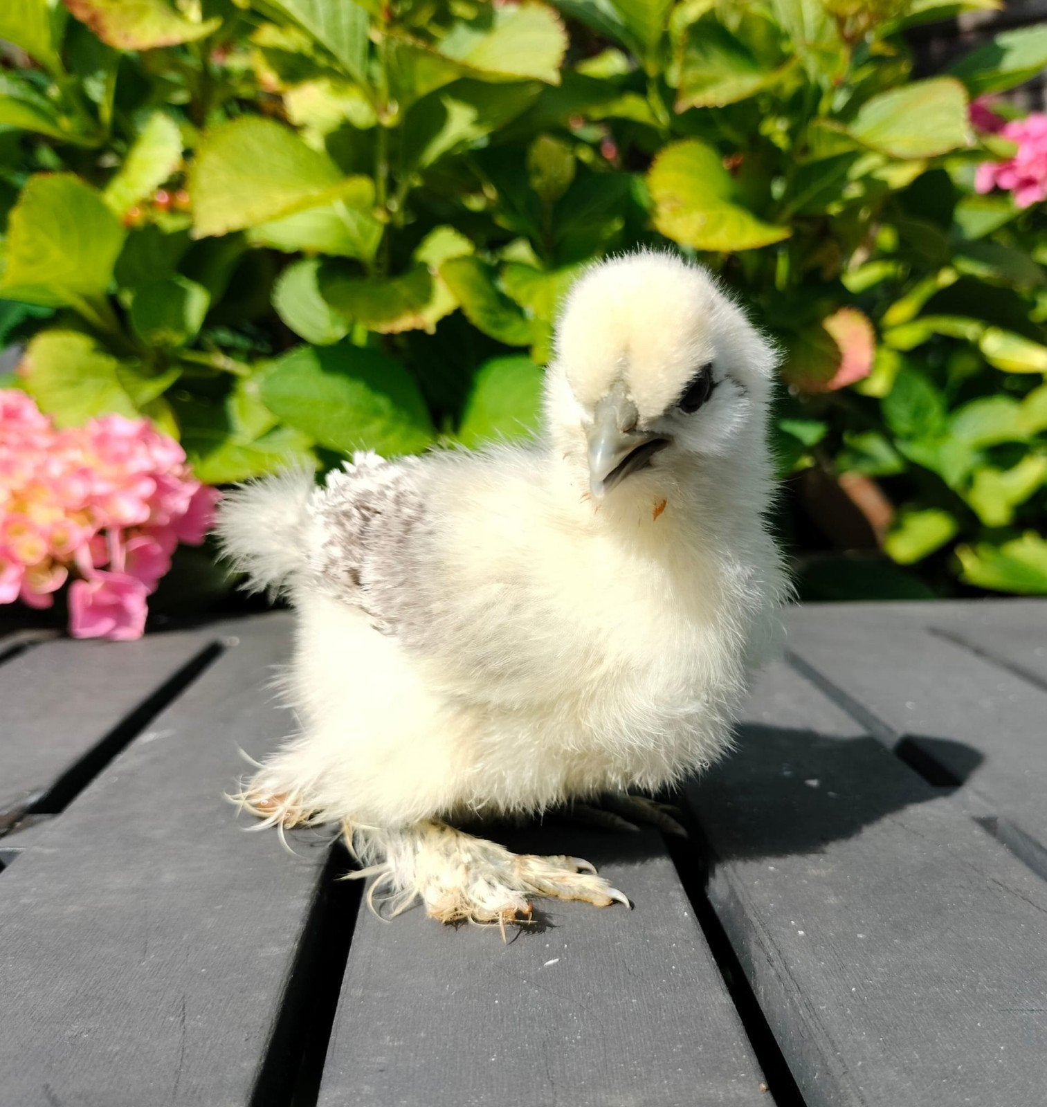 Zijdehoen kriel kuikens, gesexst hennetjes., Vrouwelijk, Kip
